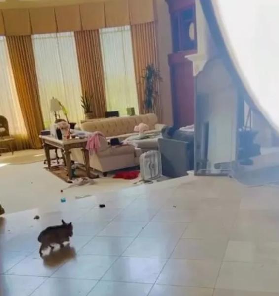 Пыль, грязь и мусор: Бритни Спирс случайно показала на видео домашний беспорядок
Пыль, грязь и мусор: Бритни Спирс случайно показала на видео домашний беспорядок