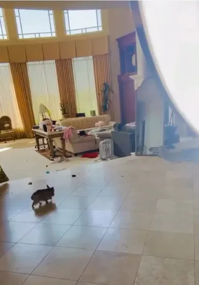 В сети снова обсуждают психическое состояние Бритни Спирс из-за антисанитарии в её доме В сети снова обсуждают психическое состояние Бритни Спирс из-за антисанитарии в её доме